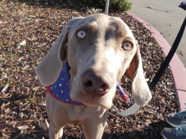 Libby Face (Medium)